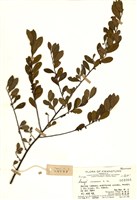 藏品(米碎柃木)的圖片